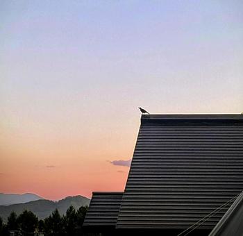 夕焼けとカラス 夕焼けとカラスの写真