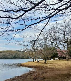 春めいた一碧湖の風 一碧湖,桜,早春の写真素材