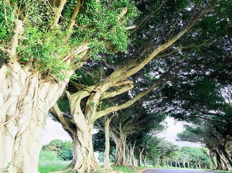 ジャングルの中の大きな木 木,風景,自然の写真素材