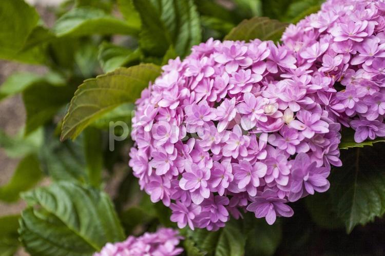 初立池のアジサイ24 アジサイ,花,フラワーの写真素材