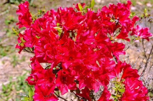 鮮やかなつつじ5 鮮やかなつつじ5 つつじ,花,背景の写真素材