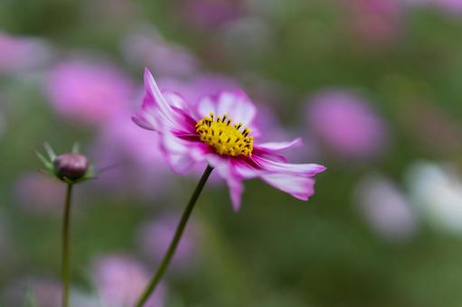 Cosmos dark pink and pink petals, JPG