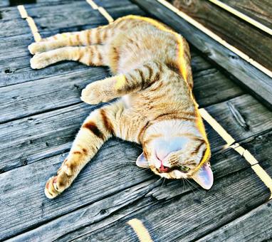 デッキでくつろぐ猫 デッキでくつろぐ猫 ネコ,茶トラ,デッキの写真素材