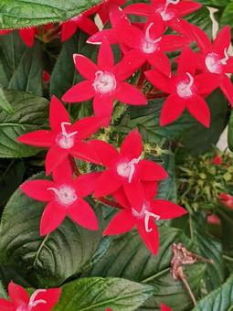 Photo, a flower, spring, summer, and fall, red, 