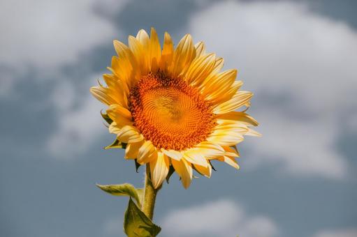 太陽に向かって咲くひまわり 太陽に向かって咲くひまわりの写真