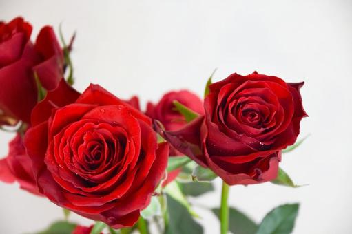 赤いばら ばら,薔薇,赤の写真素材