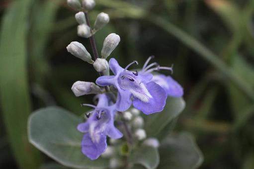 ハマゴウ2 ハマゴウ2 花,薄紫,紫の写真素材