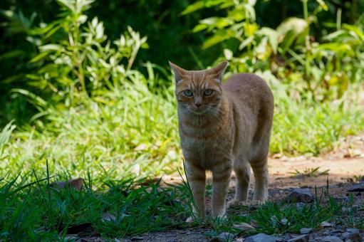 猫(174) 猫(174)の写真