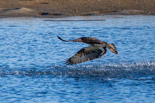 ミサゴ(98)の写真