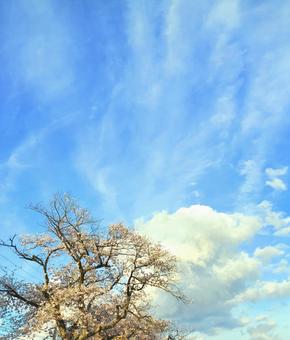 白と青と桜色の写真