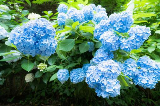 青い紫陽花 紫陽花,アジサイ,あじさいの写真素材