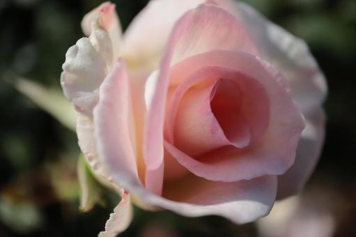 バラ園にて綺麗な薔薇を撮った写真 バラ園にて綺麗な薔薇を撮った写真の写真