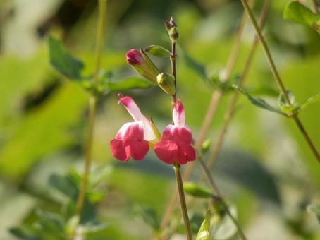 【花の写真】チェリーセージ チェリーセージ,植物,花の写真素材