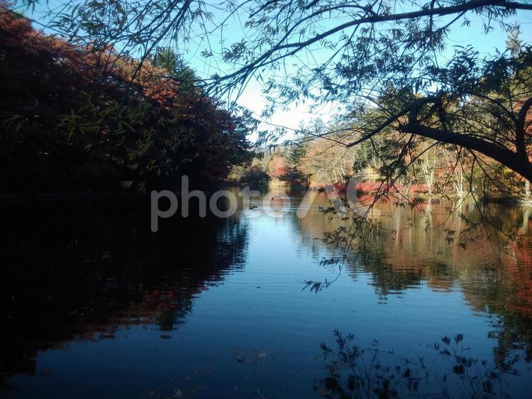 秋の軽井沢の雲場池 雲場池,軽井沢,紅葉の写真素材