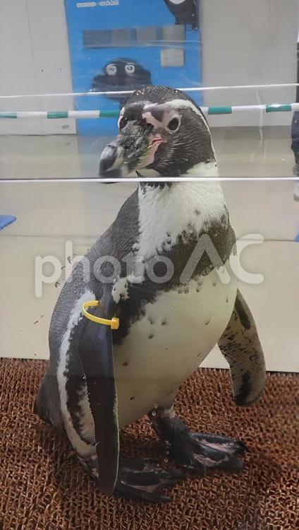 外に出てご挨拶 生き物,鳥類,風景の写真素材