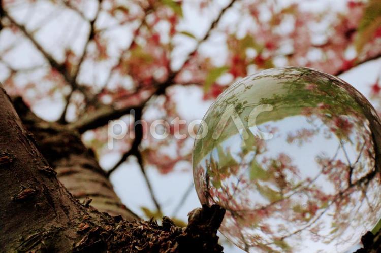 さくらと水晶玉 さくら,サクラ,自然の写真素材