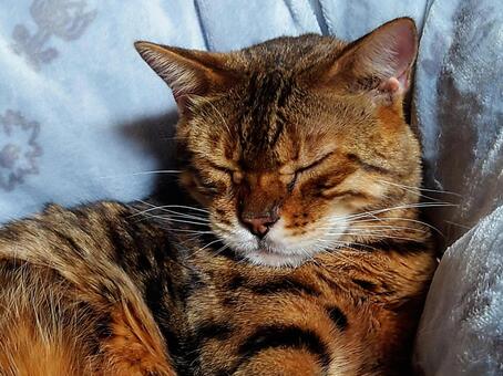 おやすみ中の猫 ねこ,ベンガル猫,ペットの写真素材