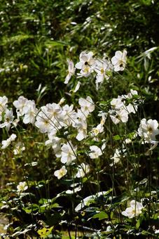 シュウメイギク シュウメイギク 秋明菊,貴船菊,秋の写真素材