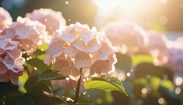 日光を浴びる美しい紫陽花 日光を浴びる美しい紫陽花の写真