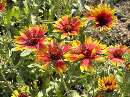 ガイラルディアの花 ガイラルディア,花,植物の写真素材