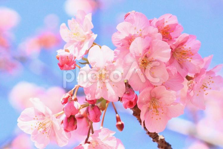 早咲きの桜 桜,さくら,サクラの写真素材