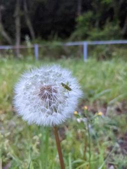 綿毛にバッタ 綿毛,たんぽぽ,バッタの写真素材