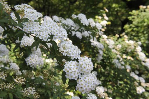 シモツケ・下野　咲く風景 親しまれる,ブーケ状,小花集合の写真素材
