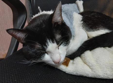 猫 猫 猫,ネコ,キャットの写真素材
