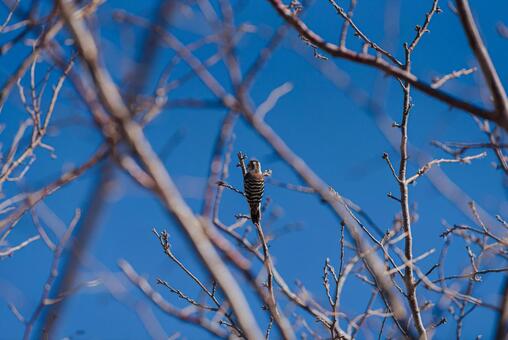 木に止まって周囲の様子を伺うコゲラ コゲラ,キツツキ,ゲラの写真素材