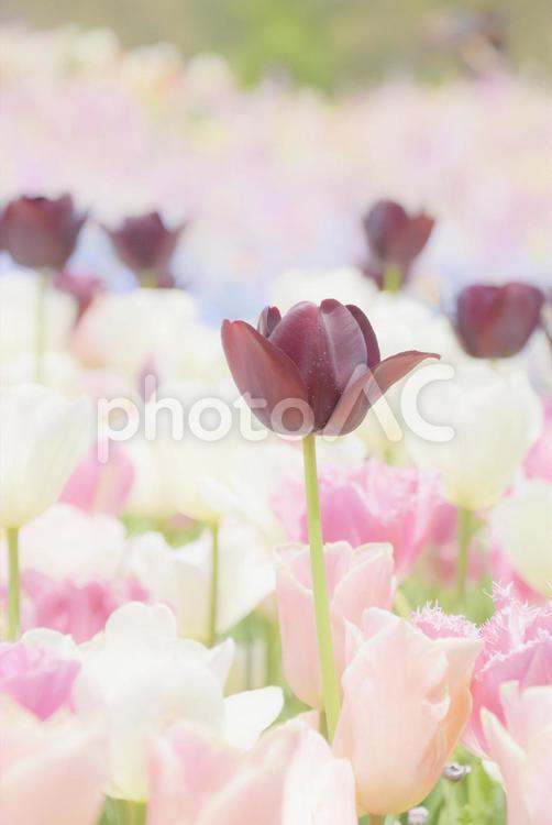 ふんわり・お花畑 チューリップ,春,花畑の写真素材