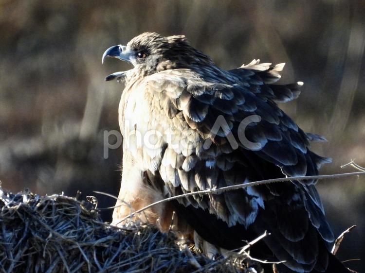 倒木の上で鳴くトビ 鳥,野鳥,トビの写真素材