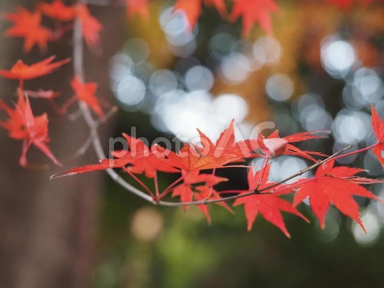 紅葉　秋のイメージ 秋イメージ,紅葉,もみじの写真素材