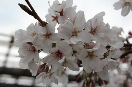 桜 桜の写真