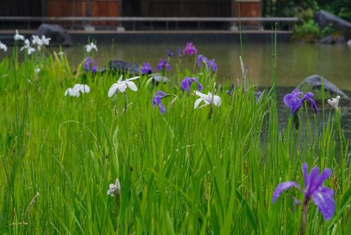雨の中で紫と白の花菖蒲が最盛期だ 雨の中で紫と白の花菖蒲が最盛期だの写真