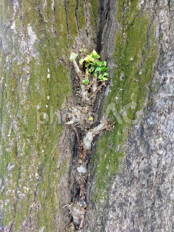 木の間 樹皮,自然,木材の写真素材