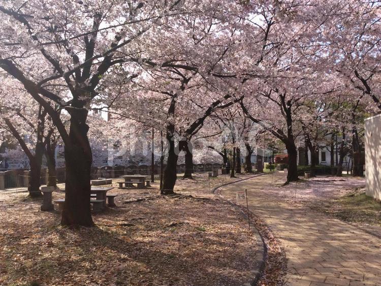 桜並木 こころ,さくら,すてきの写真素材