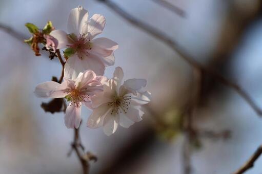 薄ピンクの10月桜の花の咲く枝のアップ 薄ピンク,10月桜,花の写真素材