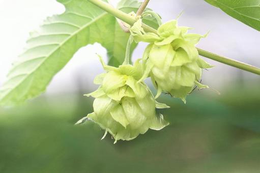 植物 ホップ 植物 ホップ ホップ,植物,ビールの原料の写真素材