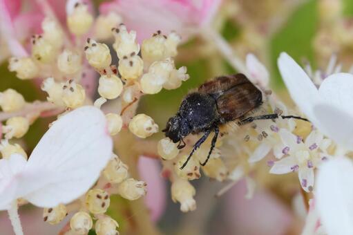 ヒメトラハナムグリ ヒメトラハナムグリ,トラハナムグリ,ハナムグリの写真素材