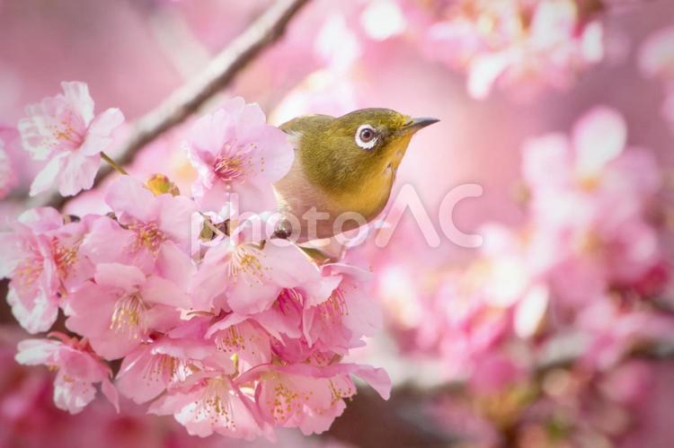 満開の河津桜と嘴に花粉をつけたメジロ　６ 桜,サクラ,春の写真素材