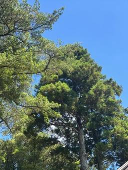 Photo, summer, blue sky, forest, 