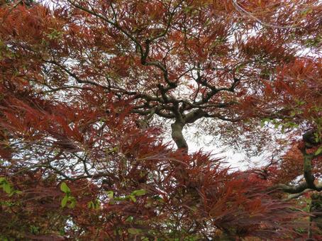 紅葉 紅葉 紅葉,もみじ,赤の写真素材