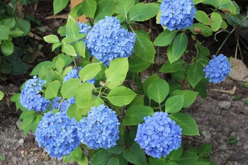 Hydrangea 109, JPG Hydrangea 109, JPG