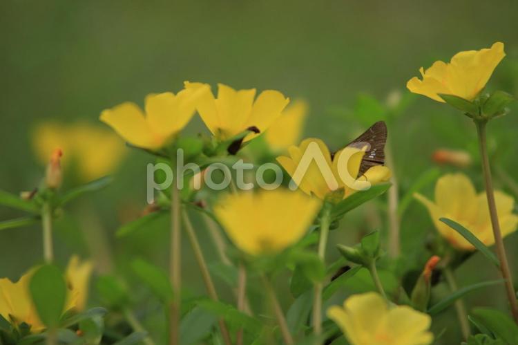 僕はそれでも生きるよ 花,お花,自然の写真素材