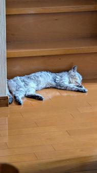 お昼寝ニャンコ お昼寝ニャンコの写真