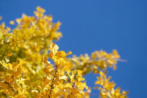 澄み切った青空とイチョウの枝葉 イチョウ,銀杏,葉の写真素材