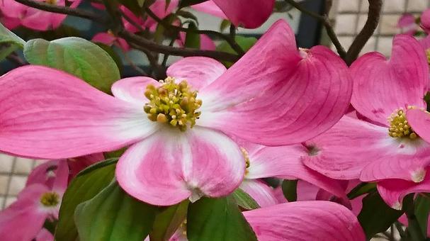 ピンクのハナミズキの写真