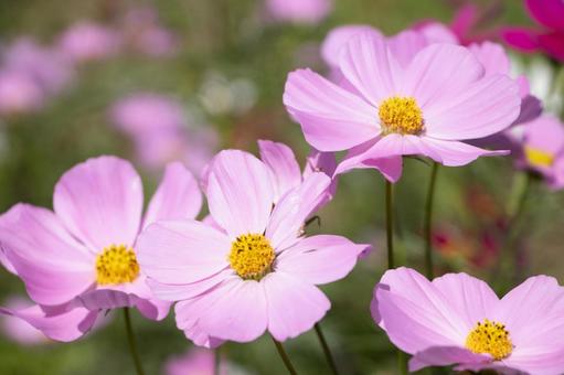コスモスの写真