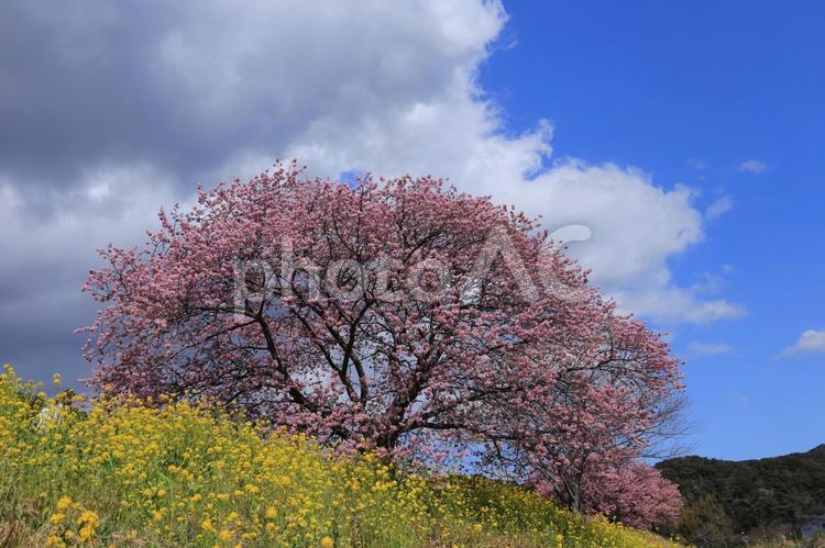 南の桜、なのはなと、河津さくら 木,自然,南の桜の写真素材