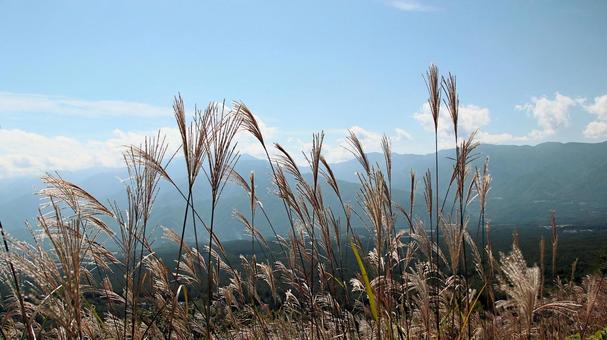 初秋　高原のススキ ススキ,富士見高原,八ヶ岳山麓の写真素材